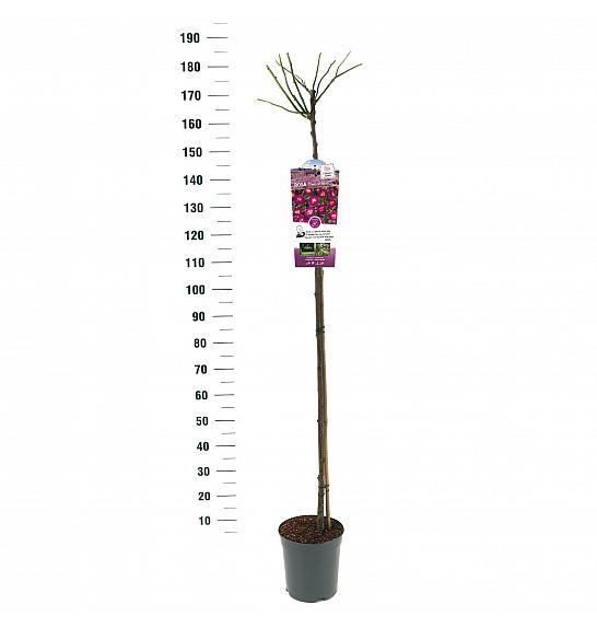 Rosa hybrid Perenial Blue C6 Lit. Na steblu 140 cm