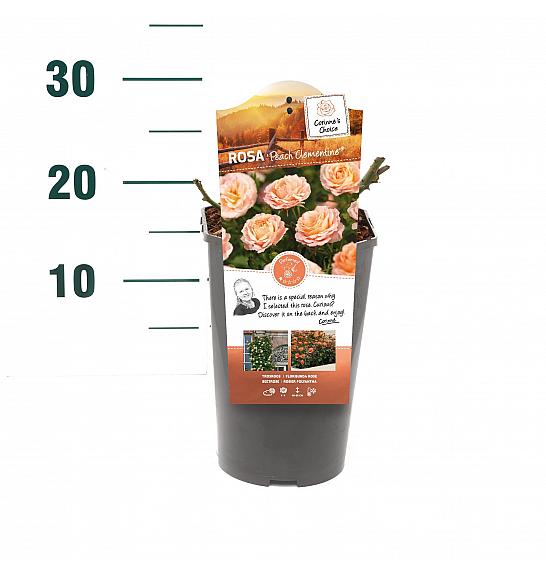 Rosa hybrid Peach Clementine C3 Lit. 10-15 cm