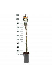 Rosa hybrid Pauls Lemon Pillar C3 Lit. 50-60 cm Vzpenjava