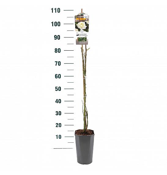 Rosa hybrid Pauls Lemon Pillar C3 Lit. 50-60 cm Vzpenjava