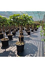 Vitis Picurka white C35 Lit. Na steblu 80 cm