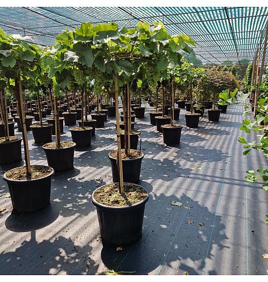 Vitis Picurka white C35 Lit. Na steblu 80 cm