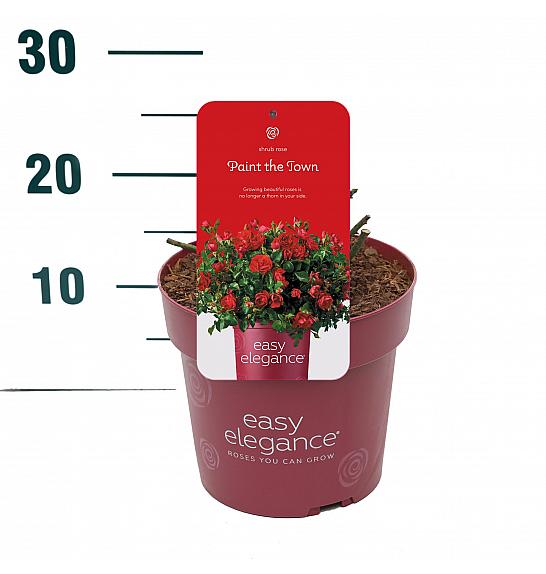 Rosa hybrid Paint The Town C3 Lit. 10-15 cm