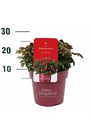 Rosa hybrid Paint The Town C3 Lit. 10-15 cm