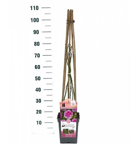 Rosa hybrid Ozeana C5 Lit. 40-60 cm Vzpenjava
