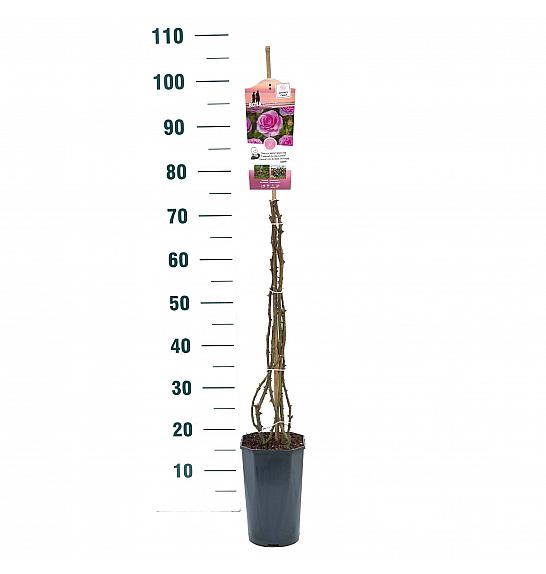 Rosa hybrid Ozeana C3 Lit. 50-60 cm