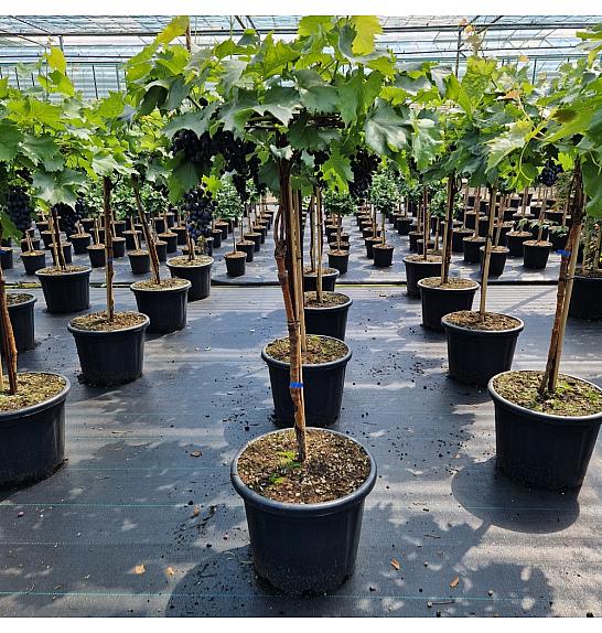 Vitis Muscat blue blauw C35 Lit. Na steblu 80 cm