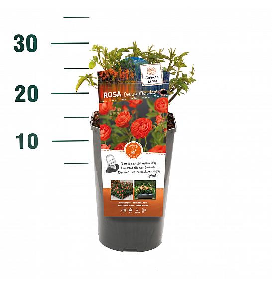 Rosa hybrid Orange Morsdag C3 Lit. 10-15 cm