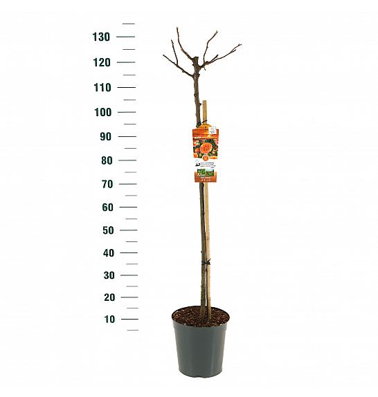 Rosa hybrid Orange Meilove C6 Lit. Na steblu 90 cm