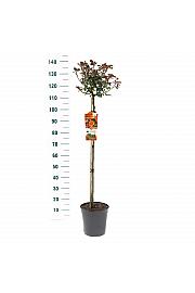 Rosa hybrid Orange Meilove C6 Lit. Na steblu 90 cm