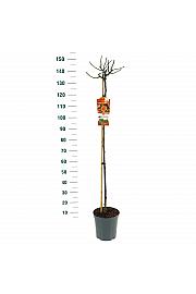 Rosa hybrid Orange Meilove C6 Lit. Na steblu 110 cm