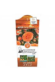 Rosa hybrid Orange Meilove C6 Lit. Na steblu 110 cm