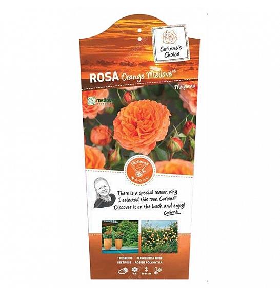 Rosa hybrid Orange Meilove C6 Lit. Na steblu 110 cm