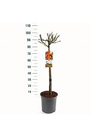 Rosa hybrid Orange Meilove C6 Lit. Na steblu 60 cm