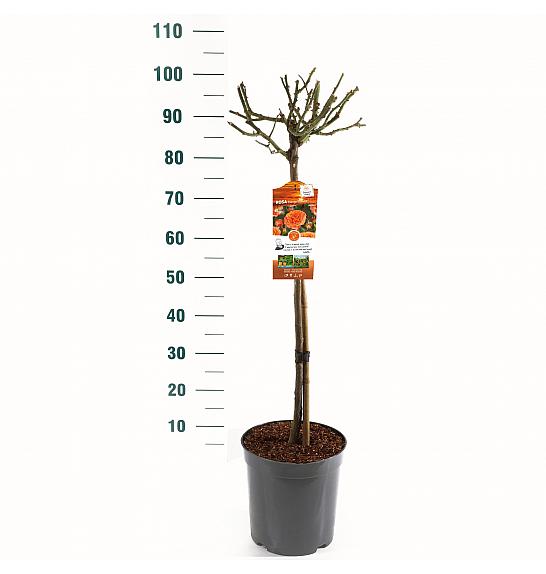 Rosa hybrid Orange Meilove C6 Lit. Na steblu 60 cm