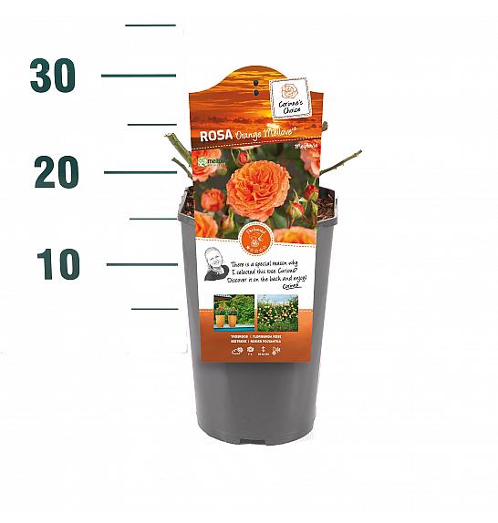 ROSA ARIE Rosa hybrid Orange Meilove
