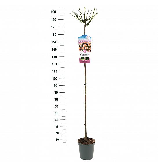 Rosa hybrid Open Arms C6 Lit. Na steblu 140 cm