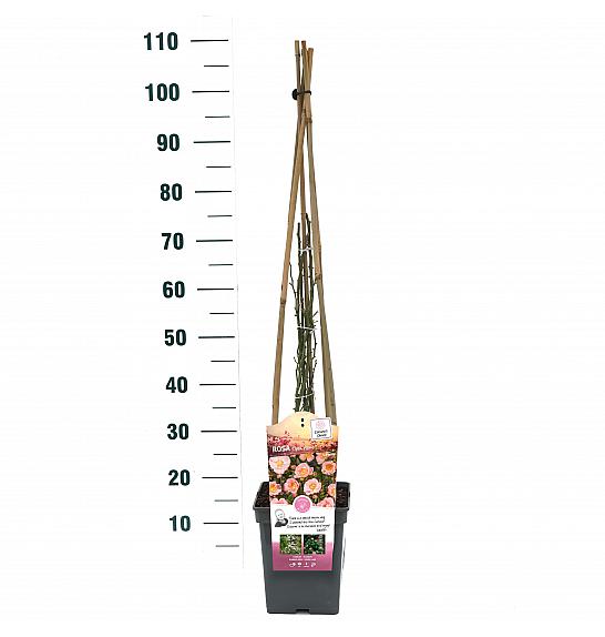 Rosa hybrid Open Arms C5 Lit. 40-60 cm Vzpenjava