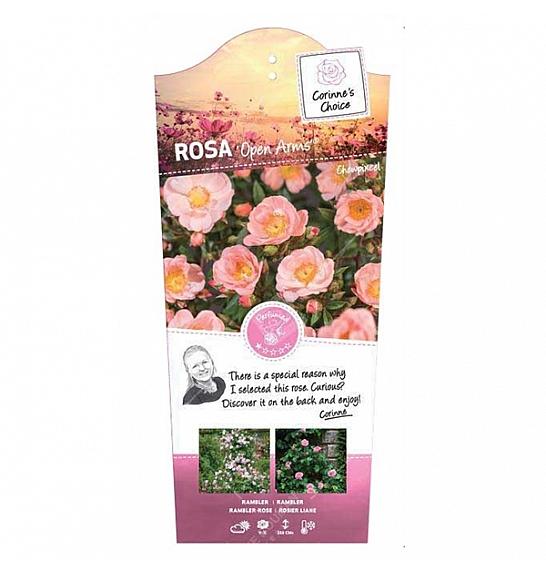 Rosa hybrid Open Arms C5 Lit. 40-60 cm Vzpenjava