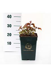 Rosa hybrid Olivia Rose Austin C5 Lit. 15-20 cm