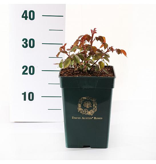 Rosa hybrid Olivia Rose Austin C5 Lit. 15-20 cm