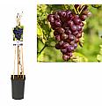 Vitis Heike C2,5 Lit. 40-60 cm