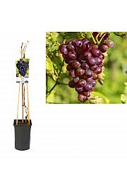 Vitis Heike C2,5 Lit. 40-60 cm