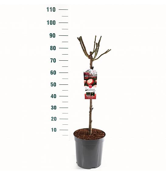 Rosa hybrid Nostalgie C6 Lit. Na steblu 60 cm