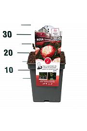 Rosa hibrid Nostalgie C5 Lit. 15-20 cm