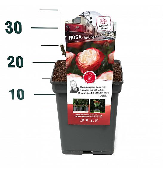 Rosa hibrid Nostalgie C5 Lit. 15-20 cm