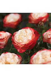 Rosa hibrid Nostalgie C3 Lit. 10-15 cm