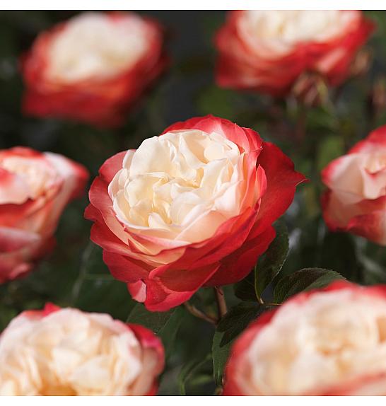 Rosa hibrid Nostalgie C3 Lit. 10-15 cm