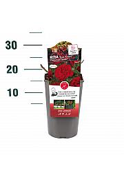 Rosa hibrid Nina Weibull C3 Lit. 10-15 cm