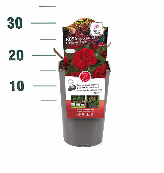 Rosa hibrid Nina Weibull C3 Lit. 10-15 cm