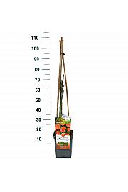 Rosa hibrid Newsflash C5 Lit. 40-60 cm Penjačica