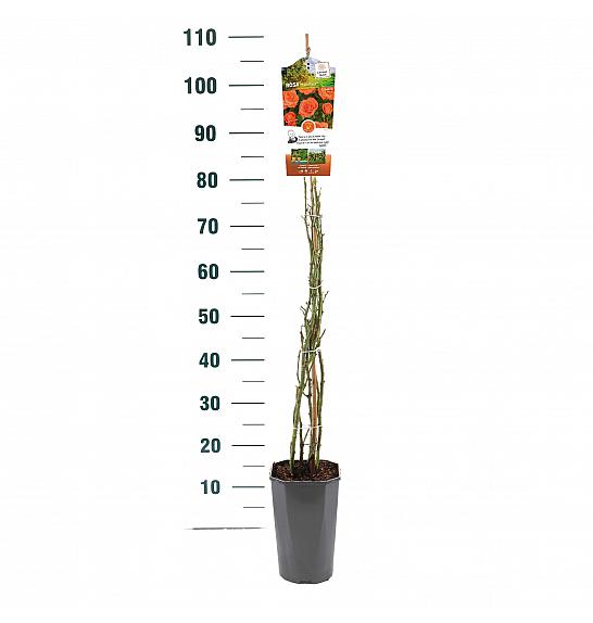 Rosa hybrid Newsflash C3 Lit. 50-60 cm Vzpenjava