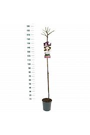 Rosa hybrid New Dawn C6 Lit. Na steblu 140 cm