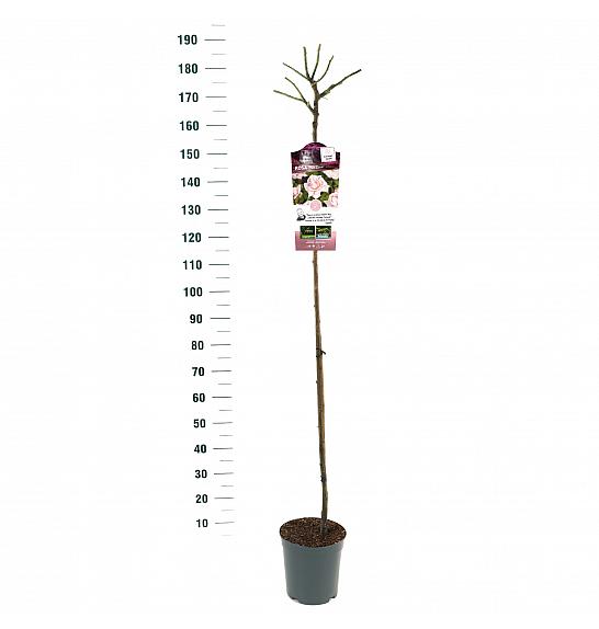 Rosa hybrid New Dawn C6 Lit. Na steblu 140 cm