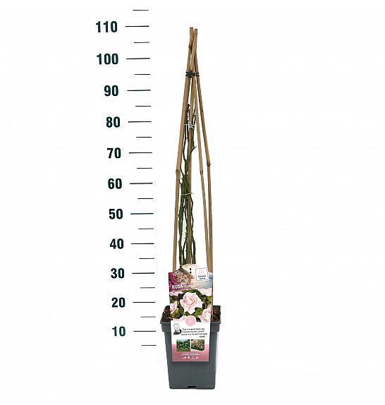 Rosa hybrid New Dawn C5 Lit. 40-60 cm Vzpenjava