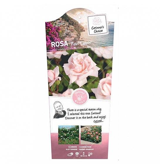 Rosa hybrid New Dawn C5 Lit. 40-60 cm Vzpenjava