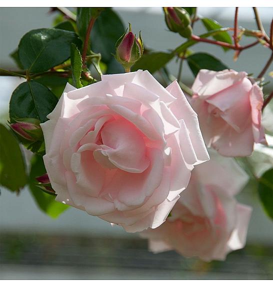 Rosa hybrid New Dawn C3 Lit. 50-60 cm Vzpenjava