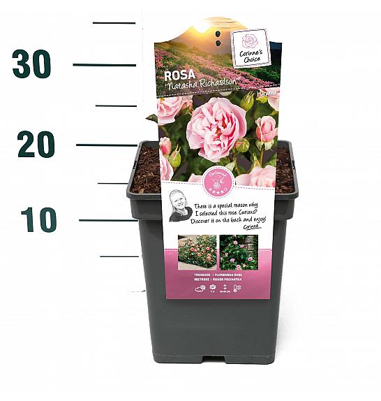 Rosa hybrid Natasha Richardson C5 Lit. 15-20 cm