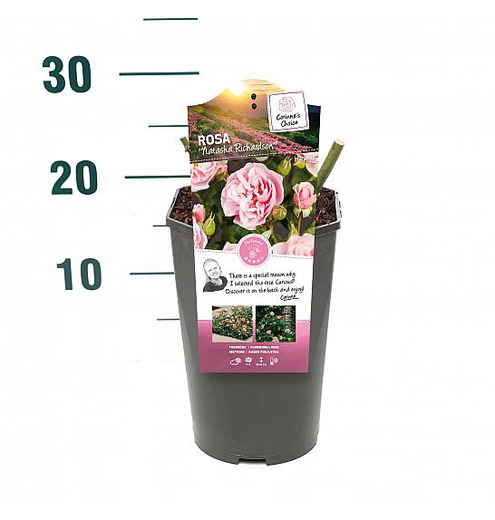 Rosa hibrid Natasha Richardson C3 Lit. 10-15 cm