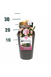 Rosa hybrid Natasha Richardson C3 Lit. 10-15 cm