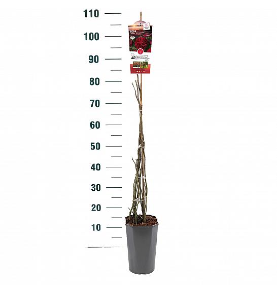 Rosa hybrid Nadia C3 Lit. 50-60 cm Vzpenjava