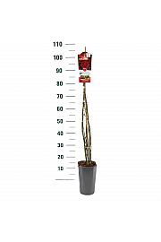 Rosa hybrid Mushimara C3 Lit. 50-60 cm Vzpenjava