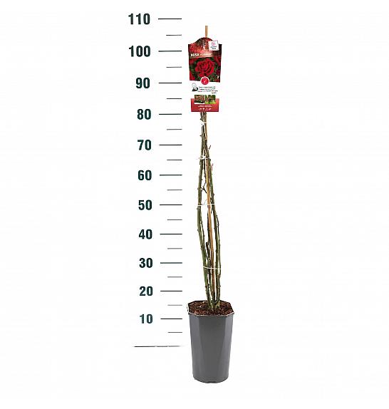 Rosa hybrid Mushimara C3 Lit. 50-60 cm Vzpenjava
