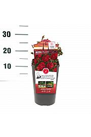 Rosa hibrid Morsdag C3 Lit. 10-15 cm