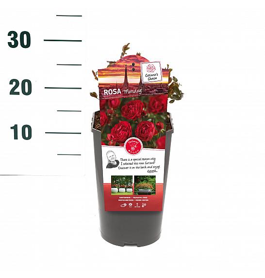 Rosa hibrid Morsdag C3 Lit. 10-15 cm