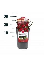 Rosa hybrid Morsdag C3 Lit. 10-15 cm